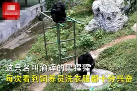 重庆动物园黑猩猩爱洗衣被评为“动物界劳模”，娴熟的手法看笑网友：比我勤快图片