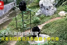 重庆动物园黑猩猩爱洗衣被评为“动物界劳模”，娴熟的手法看笑网友：比我勤快图片