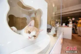 宠物民宿火了，“猫房间”价格赶上“人宾馆”图片
