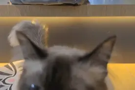 上海首家猫咪博物馆落户青浦，70只全球名猫萌翻全城图片