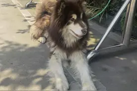 谁家阿拉斯加犬丢啦？警察蜀黍喊话寻主人：食量惊人，我们养不起啊图片