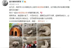 14岁“猪坚强”可能即将走完生命旅程，樊建川：情况很糟了图片