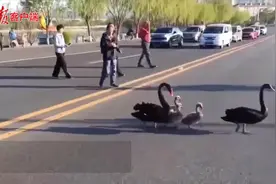 太有爱！北京人护送黑天鹅一家过马路，往来车辆纷纷让行图片