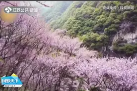 紫色的浪漫 陕西秦岭万亩紫荆盛开视频封面