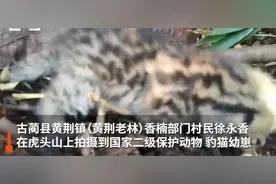 太太太萌了！四川村民拍到初生豹猫幼崽，网友：确定不是小奶猫吗？图片