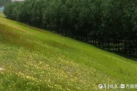 济南黄河大坝有片野花海，黄色紫色美如塞外草原图片