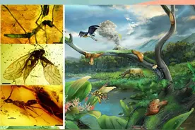 1500万年前的庞大生物群现世，都有谁？图片