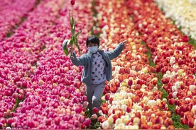 加拿大春日风光好 孩童郁金香花海中撒欢图片