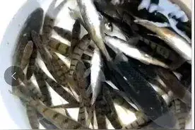 注意！这种鱼吃了可能会中毒图片