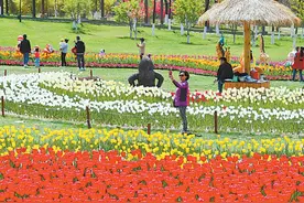 「图片新闻」天水市麦积区第五届郁金香大型花卉展开幕图片