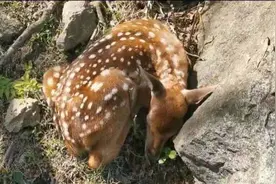 临安清凉峰添丁了，梅花鹿家族多了一枚“男宝”，请大家给它一点空间哦图片
