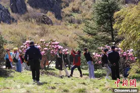 湖北神农架：杜鹃花开艳如火图片