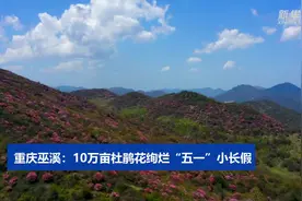 重庆巫溪：10万亩杜鹃花绚烂“五一”小长假视频封面