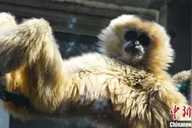济南动物园里的别样“婚礼”一对白颊长臂猿“喜结连理”图片