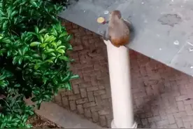 杭州一小区连续两天闯进“不速之客”，这一幕火了图片