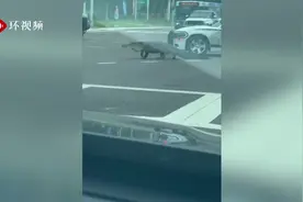 美国佛罗里达州一鳄鱼大摇大摆过马路 导致交通堵塞图片