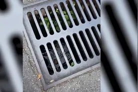 点赞！美国女子从下水道里救出被困的一窝小鸭子图片