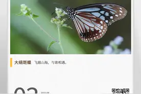 湖湘自然历丨蝴蝶飞呀⑩蝴蝶一定飞不过沧海吗图片