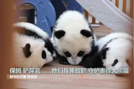 中国故事｜他们，让秦岭大熊猫人工家族“四世同堂”图片