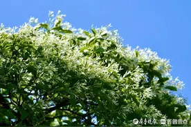 济南彩石镇捎近村，深藏一棵千年古树降龙木树图片