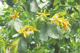 栀子花竟是染料的一种图片