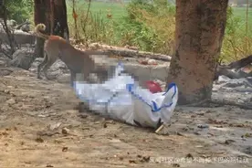 印度法官确诊4天后死亡，等待火化时遭野狗啃食图片