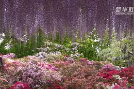 美不胜收！日本足利花卉公园紫藤盛开图片