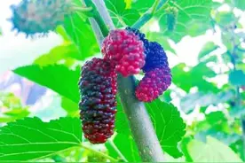 满园春色等你来 鲜美桑果等你采图片