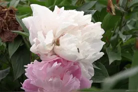 可观赏可入药 畅销海内外的中江白芍让农民多挣一半的钱｜寻味乡村里的四川图片