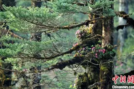 四川瓦屋山原始森林中绽放的树生野杜鹃图片