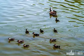 萌萌哒！大宁郁金香公园野鸭宝宝跟着鸭妈妈游湖 | 晨镜头图片