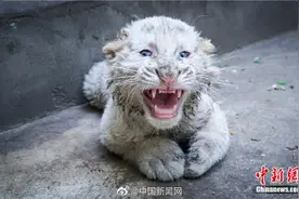 奶凶奶凶，这对“龙凤胎”小白虎超萌图片