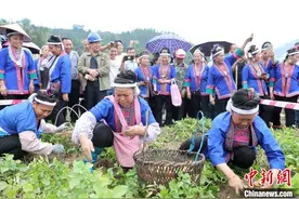 广西侗乡土豆丰收 侗族妇女赛挖土豆图片
