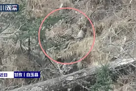 金钱豹、黑熊下山“赴宴”野生动物也来欢度“五一”图片