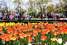 沈阳这片郁金香花海美翻了图片