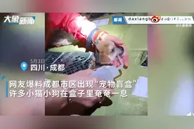 成都宠物盲盒猫狗已被救下检疫！总共160多只宠物，已有4只死亡图片