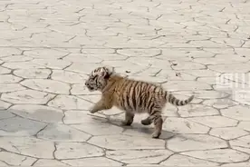 一个月小老虎出街引人围观，走路一歪一扭戳中萌点！拍摄者：和猫咪有差别图片