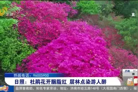 日照：杜鹃花开胭脂红 层林点染游人醉视频封面