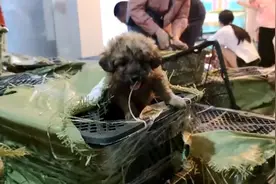 快递网点回应“宠物盲盒”：猫狗系平台商家售卖，已解除合作