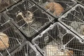 160余只猫狗幼体被活体运输 相关部门已介入图片