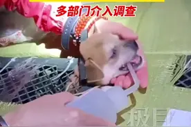 成都中通快递一网点违规接单，运输上百只活体宠物，多部门介入调查图片