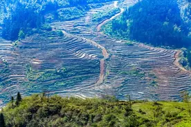 节气·中国丨种瓜得瓜，种豆得豆——种姜，首先得做这些……图片