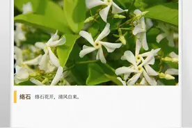 湖湘自然历丨立夏，小风车呼啦啦开满一面墙图片