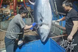 现场震撼！象山渔老大捕获600多斤金枪鱼，民宿老板和朋友10万元买下图片