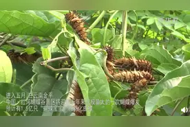 云南1.5亿只蝴蝶宝宝将羽化成蝶，将现蝴蝶大爆发奇观图片
