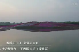 春暖花开日 赏花正当时视频封面
