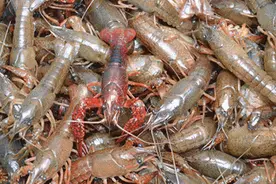 浙江14岁男孩把活的小龙虾塞进肛门，称想把其变成龙虾干，医生从中“钓”出图片