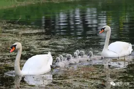 郑州北龙湖的小天鹅在茁壮成长图片