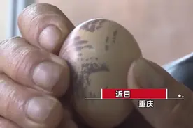 母鸡有特殊怪癖自己下蛋自己吃，蛋上还有奇怪花纹，专家：别吃图片
