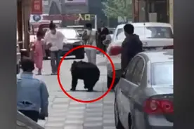 真实熊出没！辽宁一马戏团黑熊逃跑上街图片